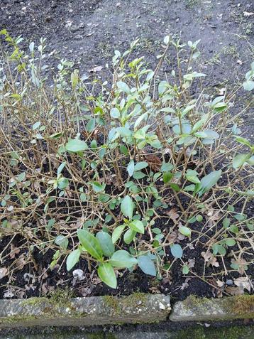 Ligustrum beschikbaar voor biedingen
