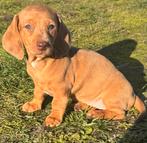 Teckel pup teefje, België, Standaard, Fokker | Hobbymatig, 8 tot 15 weken