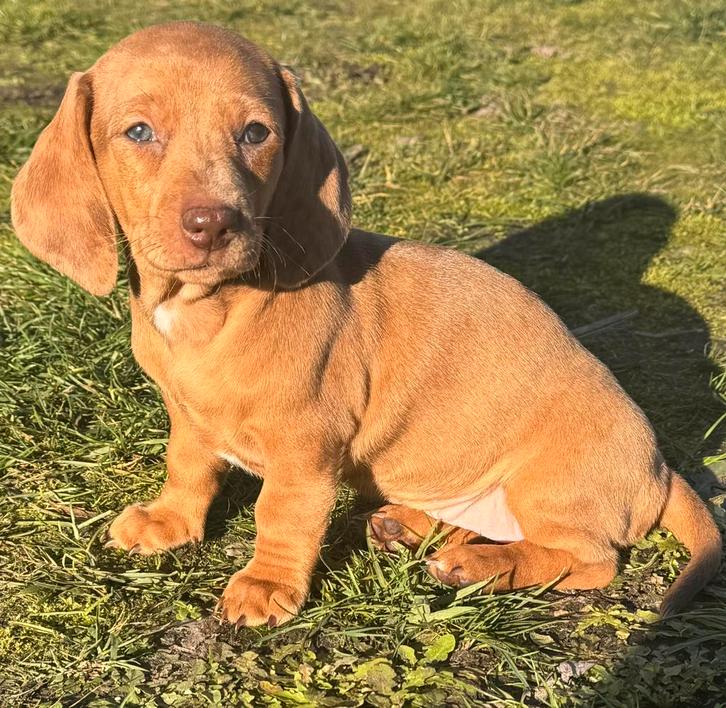 Teckel pup teefje, Dieren en Toebehoren, Honden | Teckels en Dashonden, Teef, Korthaar, Standaard, Fokker | Hobbymatig, Eén hond