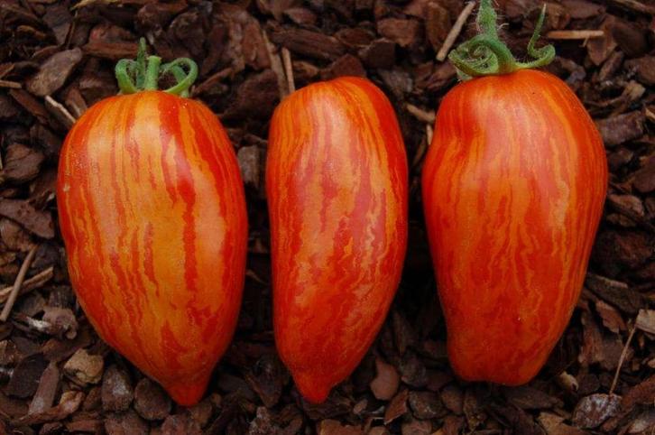 Cassidy Folly - Tomaat zaden, Tuin en Terras, Bloembollen en Zaden, Verzenden