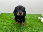 Nestje Dwergteckel pups