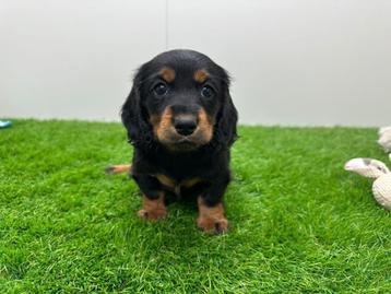 Portée de chiots Teckel nains, Poils longs, Plusieurs, Belgique, Plusieurs animaux