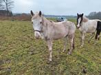 3.5 jarige d pony, Dieren en Toebehoren, Pony's