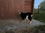 Mobiele boerderij : wij komen langs !, Dieren en Toebehoren, Schapen, Geiten en Varkens, Geslacht onbekend, Geit, 0 tot 2 jaar