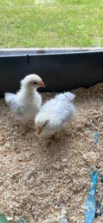 2 kippen +- 1 maand oud, Dieren en Toebehoren, Pluimvee