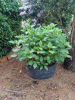 hortensia, Jardin & Terrasse, Plantes | Arbustes & Haies, Enlèvement ou Envoi, Hortensia