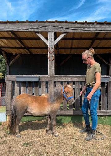 Heel klein ruintje  78cm! 3 jaar oud beschikbaar voor biedingen