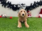 Labradoodle pupberpups, Dieren en Toebehoren, Honden | Niet-rashonden, België, 8 tot 15 weken, CDV (hondenziekte), Groot