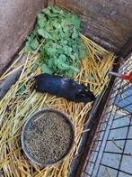 Jonge cavia mannetje, Dieren en Toebehoren, Augustus, Meerdere dieren, Cavia