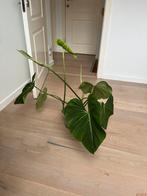 Philodendron Gloriosum, Huis en Inrichting, Kamerplanten, Ophalen