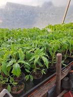 tomatenplant, Tuin en Terras, Planten | Tuinplanten, Ophalen, Eenjarig, Groenteplanten