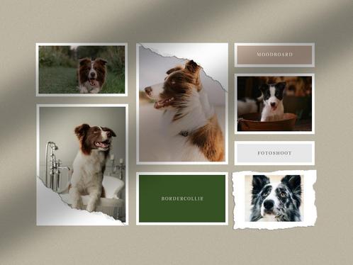Border collie shoot, Dieren en Toebehoren, Honden-accessoires, Nieuw, Ophalen