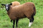 Vrouwelijk schaap., Dieren en Toebehoren, Schapen, Geiten en Varkens, Vrouwelijk