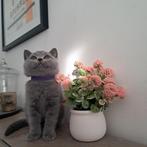 Om te boeken — Prachtige Britse korthaarkittens, Dieren en Toebehoren, Poes, Gechipt, 0 tot 2 jaar