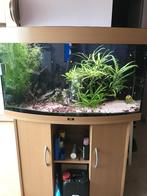 Aquarium juwel, Dieren en Toebehoren, Ophalen, Gebruikt, Gevuld zoetwateraquarium