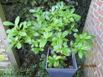 Groenblijvende laurier(Prunus Laurocerasus  Rotundiflora) disponible aux enchères