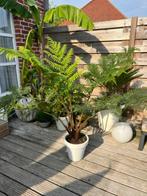 Australische boomvaren Cyathea cooperi, Jardin & Terrasse, Plantes | Jardin, Enlèvement, Plante fixe, Fougères, Mi-ombre