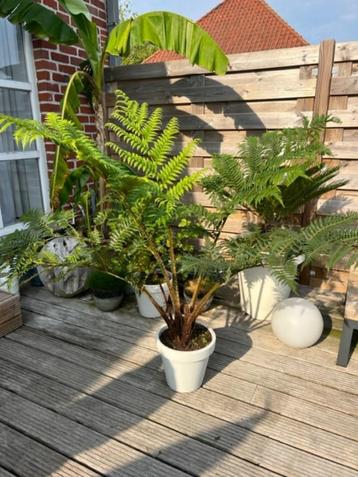 Australische boomvaren Cyathea cooperi disponible aux enchères