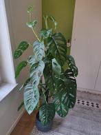 Monstera adansonii 'monkey leaf', Huis en Inrichting, Kamerplanten, Groene kamerplant, Ophalen, Halfschaduw, 100 tot 150 cm
