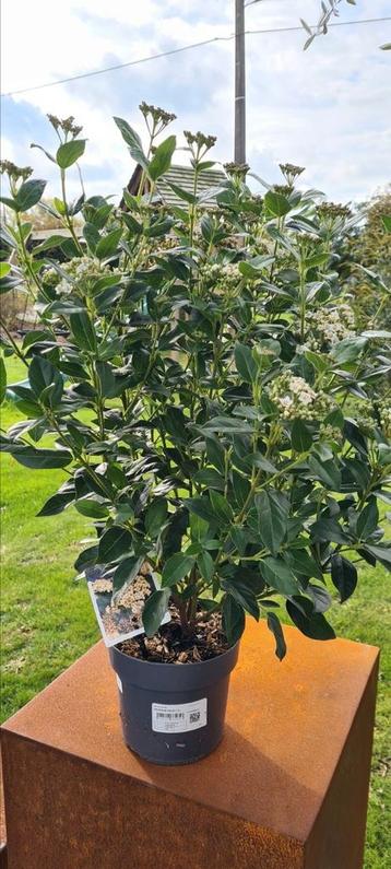 Viburnum Tinus  beschikbaar voor biedingen