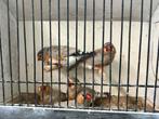 Zebravinken oranjeborst, Dieren en Toebehoren, Meerdere dieren, Tropenvogel, Geringd