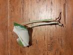 Monstera variegata kopstek met wortel, Ophalen of Verzenden