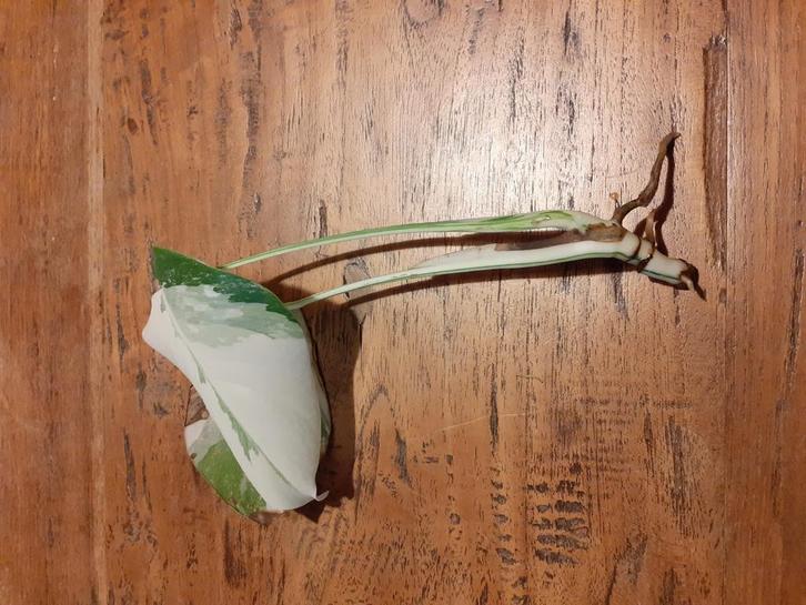 Monstera variegata kopstek met wortel, Huis en Inrichting, Kamerplanten, Ophalen of Verzenden