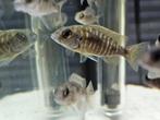 Aulonocara stuartgranti cichliden malawi hobbykweek, Vis, Zoetwatervis
