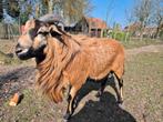 Mooie Kameroen bok ., Dieren en Toebehoren, Schapen, Geiten en Varkens