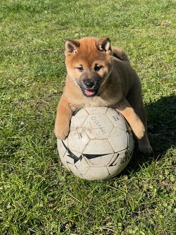 ShibaInu te Koop, Belgique, 8 à 15 semaines, Plusieurs, Éleveur | Loisir