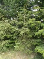 Nordmann 2m kerstboom, Diversen, Kerst, Ophalen, Nieuw