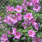 Hibiscus planten (roze bloemen) - LAATSTE STUKS, Ophalen, Vaste plant, Volle zon