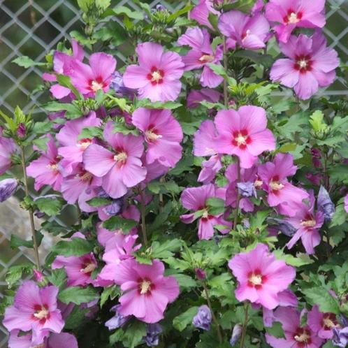 Hibiscus planten (roze bloemen) - LAATSTE STUKS, Tuin en Terras, Planten | Tuinplanten, Vaste plant, Volle zon, Ophalen