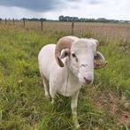 Dekrammen wiltshire horns, Dieren en Toebehoren, Schapen, Geiten en Varkens