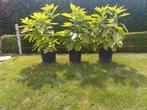 brugmansia geel, Tuin en Terras, Ophalen