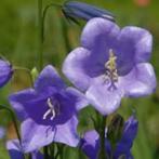 Campanula Percifolia, Tuin en Terras, Planten | Tuinplanten, Ophalen