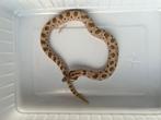 1.0 Haakneus conda het albino 66% het axanthic, Slang, Tam, 0 tot 2 jaar