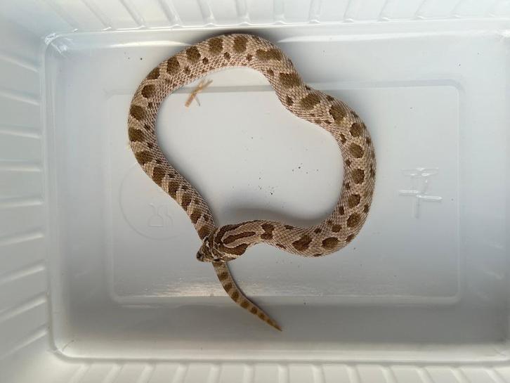 1.0 Haakneus conda het albino 66% het axanthic, Animaux & Accessoires, Reptiles & Amphibiens, Serpent, 0 à 2 ans, Domestique