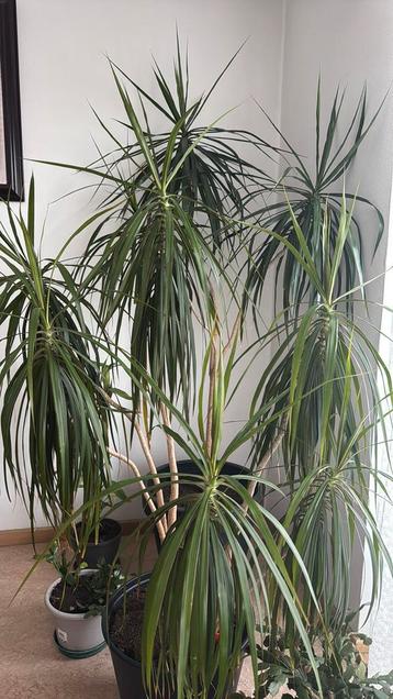 Dracaenea Marginata Dragón  beschikbaar voor biedingen