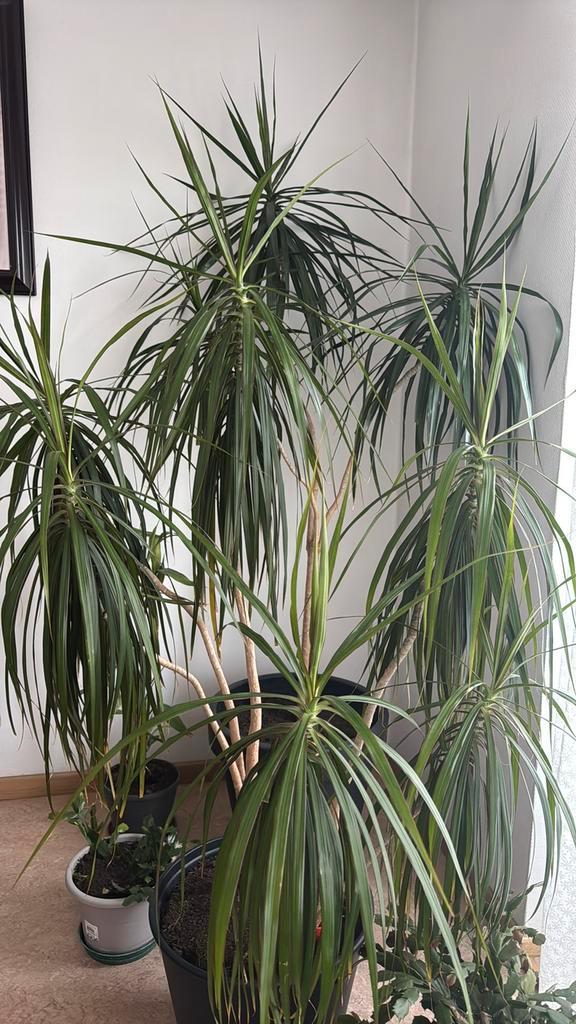Dracaenea Marginata Dragón, Huis en Inrichting, Kamerplanten, 150 tot 200 cm, Groene kamerplant, Halfschaduw, In pot, Ophalen