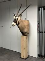 Topper taxidermie oryx op eiken staander, Antiek en Kunst, Ophalen of Verzenden