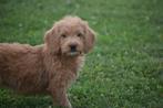 Labradoodle pups uit nest te kiezen, België, 15 weken tot 1 jaar, Teef, Eén hond