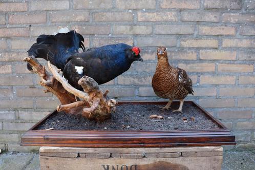 Unieke opgezette koppel korhoenders taxidermie schedel gewei, Verzamelen, Dierenverzamelingen, Opgezet dier, Vogel, Ophalen
