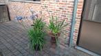 Terrasplanten, Volle zon, Vaste plant, Zomer, Ophalen