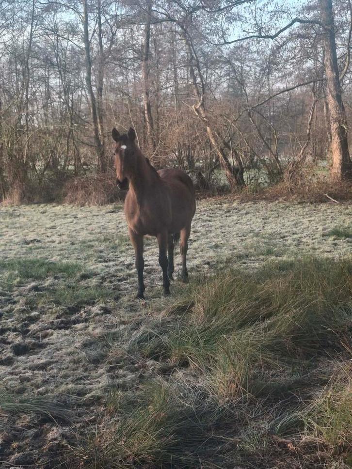 17jarige drachtige merrie, Dieren en Toebehoren, Paarden, Z, Springpaard