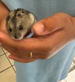 Kooi + Russische hamster, Ophalen