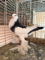 Gentse kropper - blauwkras dominicaan, Dieren en Toebehoren, Vrouwelijk, Kropper