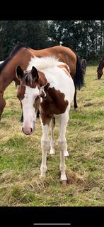 Magnifique poulain poilu de haute race !, Animaux & Accessoires, Chevaux, 165 à 170 cm, Plusieurs animaux, 0 à 2 ans, Cheval de saut