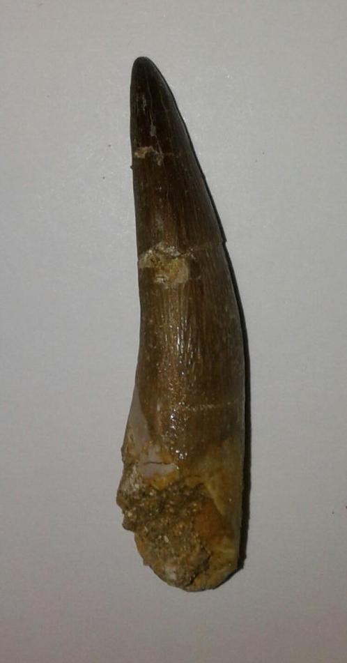 Plesiosaurus tand - 4,8 cm, Collections, Minéraux & Fossiles, Fossile, Enlèvement ou Envoi