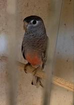 Bourkes parkieten, Dieren en Toebehoren, Vogels | Parkieten en Papegaaien